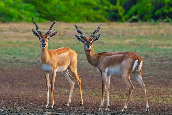 hotel grand stay inn velankanni rooms